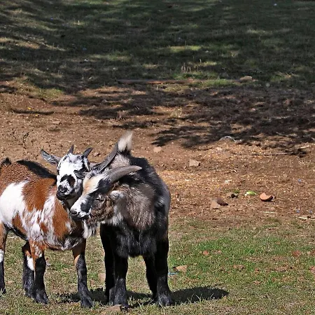 In Gerolstein Forest Дом отдыха Hinterhausen