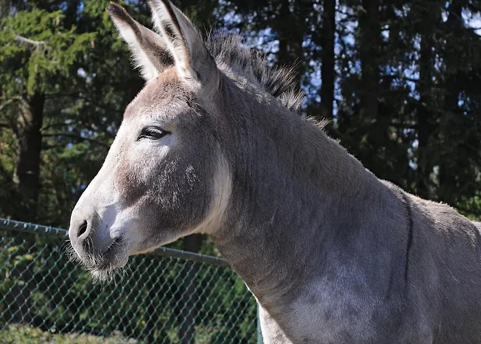 In Gerolstein Forest * Hinterhausen