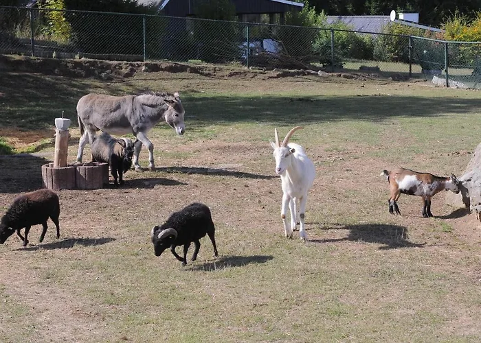 In Gerolstein Forest * Hinterhausen