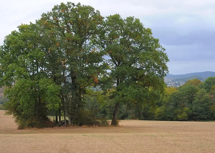In Gerolstein Forest *