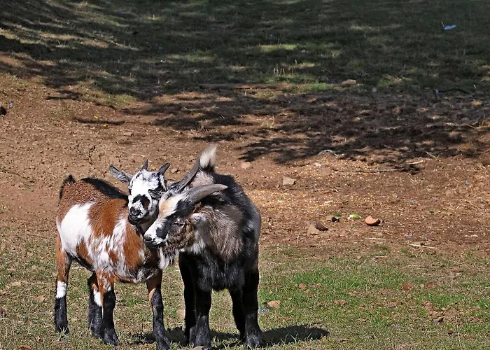 In Gerolstein Forest Dom wakacyjny Hinterhausen